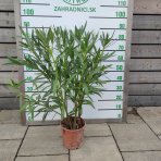 Oleander obyčajný (Nerium oleander) ružový - výška 80-100 cm, kont. C5L (-10/-12°C) 